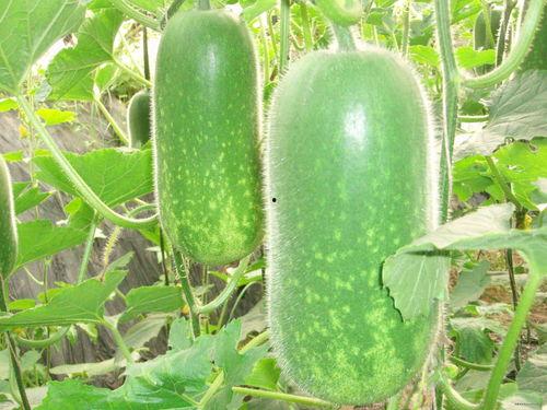 718张津瑜吃瓜网