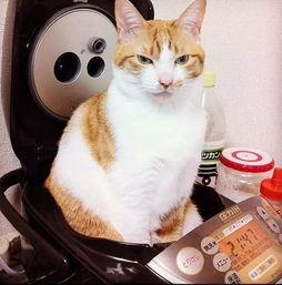 娱乐猫吃瓜记,揭秘娱乐圈幕后风云